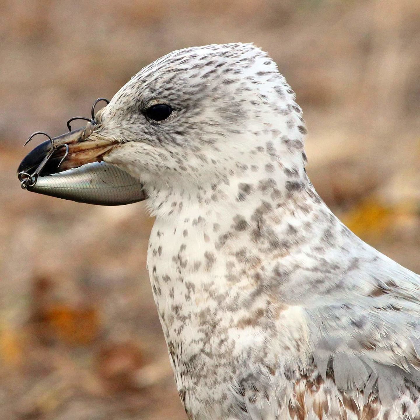A gull with a lure hooked into its beak.